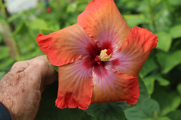 Red hibiscus, A flower again, instead of an animal. Classic…